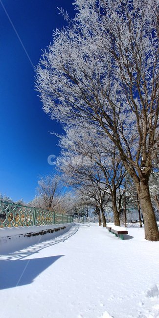 설경,눈꽃,겨울,눈,청명,자연,겨울,계절,winter,season