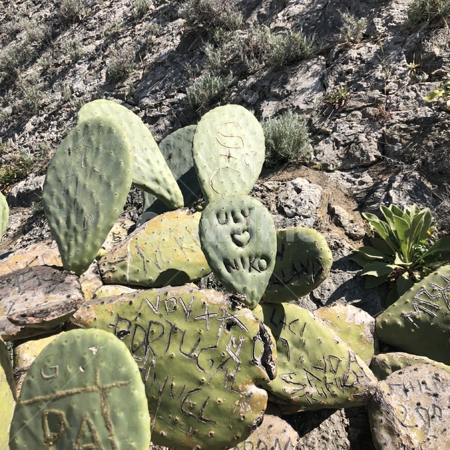 선인장,훼손,무개념,자연파괴,몰상식,상처,식물,자연,plants,nature