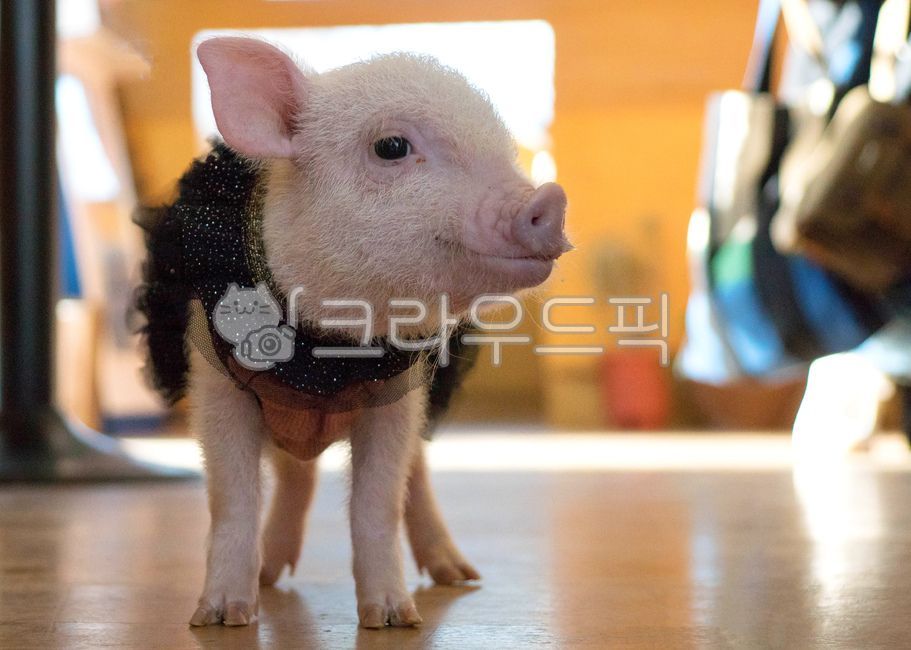 돼지,동물,미니돼지,아기,animal