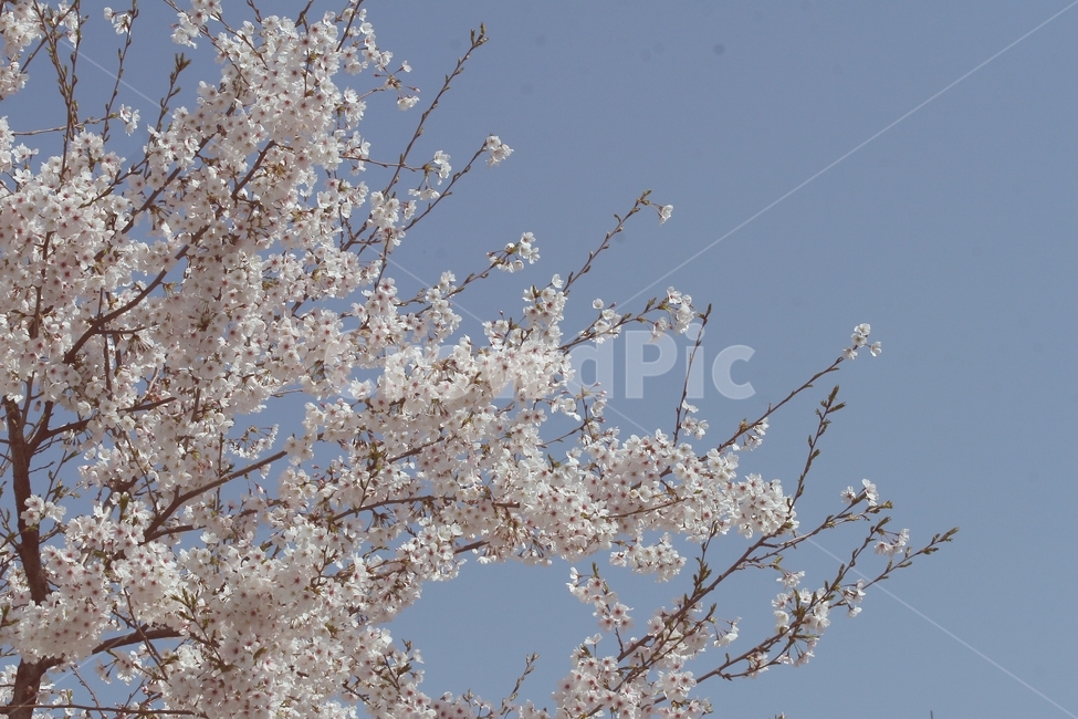 plant,식물,blossom,꽃,flower,cherryblossom,벚꽃