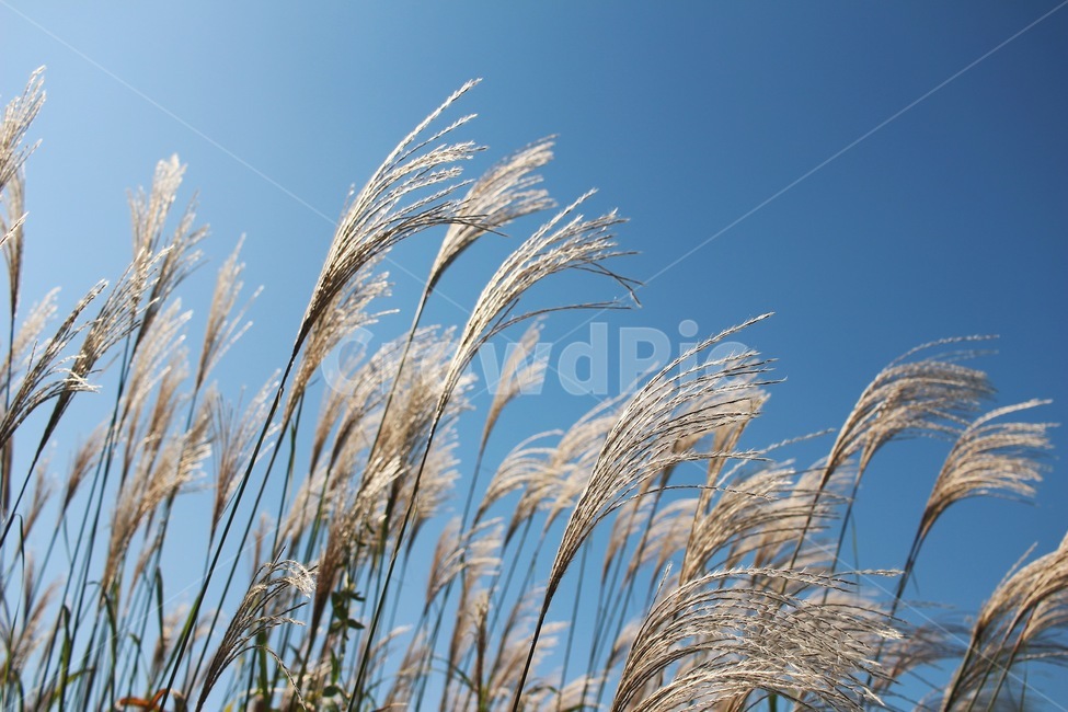 가을,하늘,억새,자연,바람,가을,계절,fall,autumn,season,식물,자연,plants,nature,꽃,flower,plant,grass,잔디,lawn