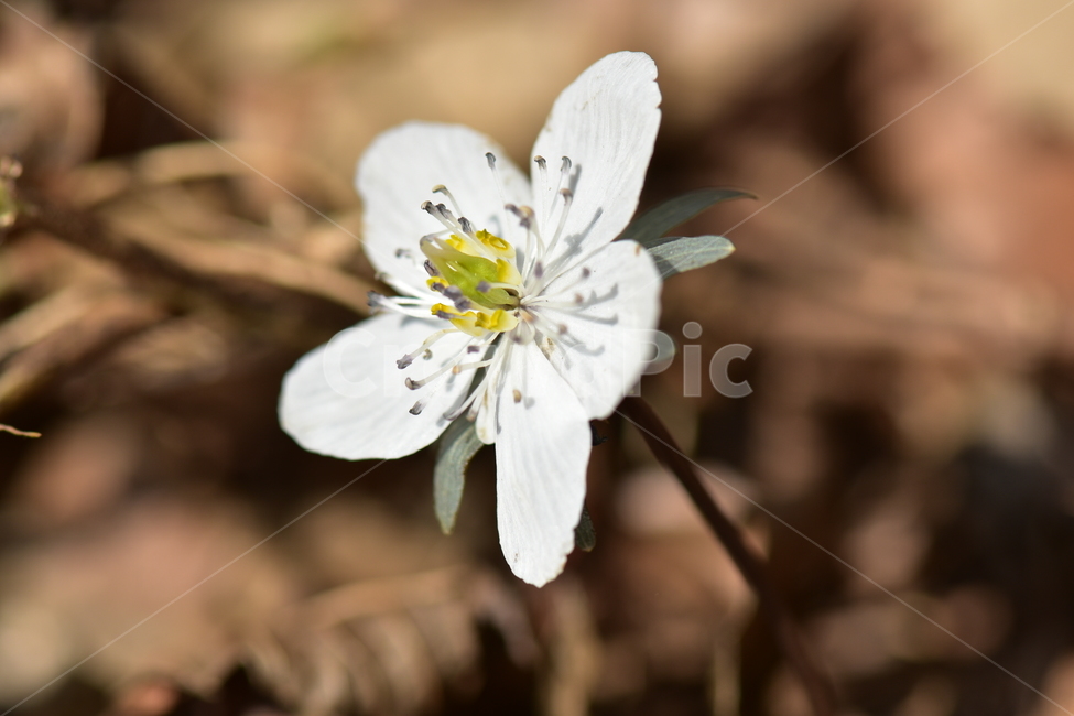 바람꽃,야생화,이른봄,은련화,흰색,다년생,식물,자연,plants,nature,꽃,flower