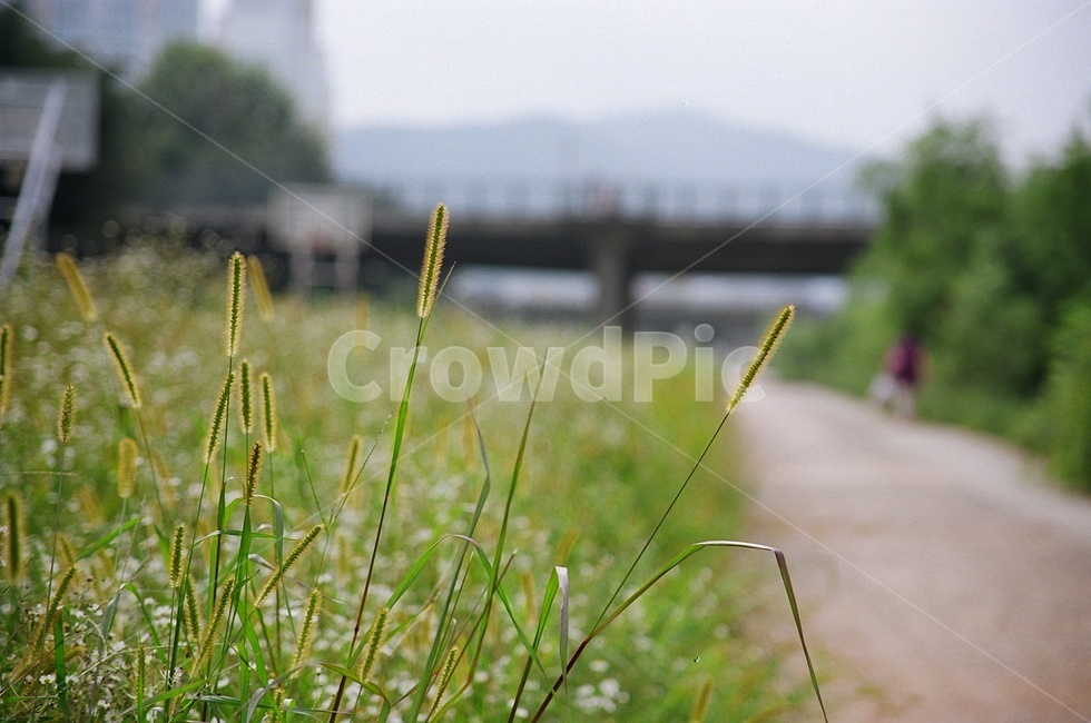 개천,하천,산책,불광천,갈대,식물,자연,plants,nature