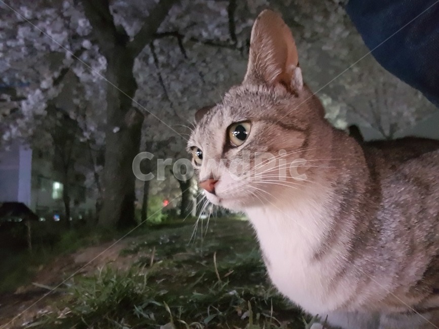 고양이,길고양이,cat,동물,animal,애완동물