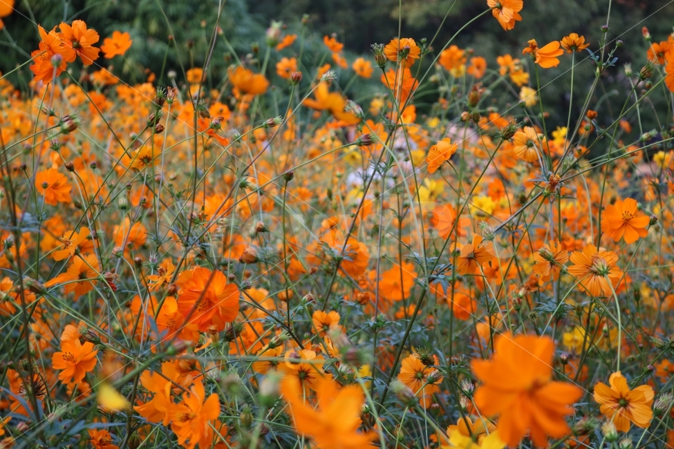 자연,꽃,식물,힐링,코스모스,가을,계절,fall,autumn,season,식물,자연,plants,nature,꽃,flower,plant