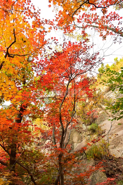 가을,단풍,자연,풍경,북한산,잎,단풍잎,붉은,나무,계절,계곡,숲,힐링,plant,fall,autumn,season,forestnature,landscape,한국자연풍경,한국자연경관,korea,tree,maple,leaf,가을,계절,fall,autumn,season,자연,풍경,nature,landscape,식물,plants,나무,trees,wood