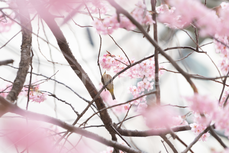 봄,벚꽃,새,조류,자연,봄꽃,핑크,봄,계절,spring,season,식물,자연,plants,nature,꽃,flower,동물,animal,조류,새,birds,plant,bird,blossom