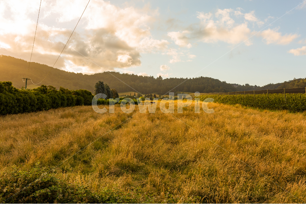 호주,australia,타즈매니아,tasmania,길,하늘,sky,tree,산,산길,시골,맑음,나무,맑은날,노을진,노을,노란색감,노랑,yellow,자연,풍경,nature,landscape,grassland,목초지,outdoors,옥외,field,들,farm,농장,rural,농촌,meadow