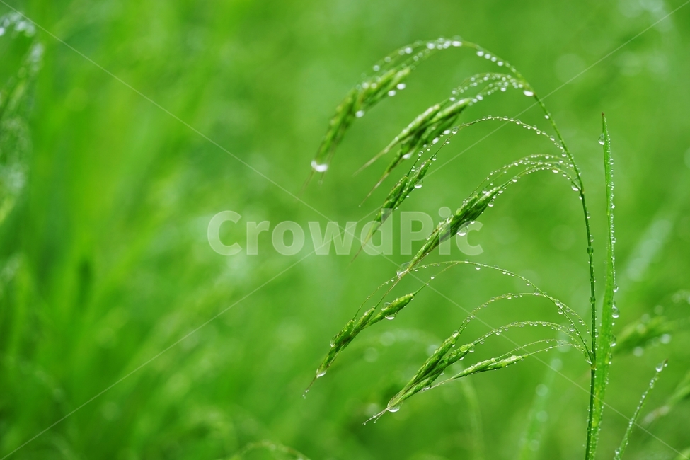 풀,풀잎,빗방울,비,물방울,봄비,식물,자연,plants,nature,휴식,힐링,rest,relaxation,healing,비,비오는날,rain,rainy