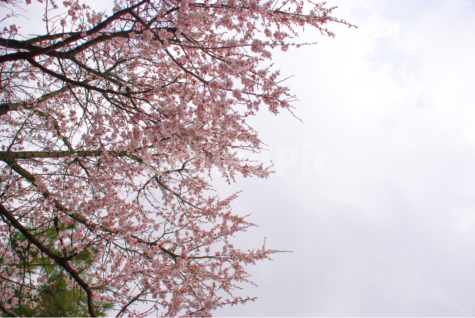 봄,벚꽃,꽃,배경,자연,풍경,하늘,나무,공원,cherryblossoms,식물,벚나무,매화,계절,축제,조경,나뭇가지,시골,경치,화사한,핑크,향기,분홍,맑음,spring,season,flower,생화,만개,만발,봄,계절,spring,season,식물,자연,plants,nature,꽃,flower,plant,cherry blossom,blossom
