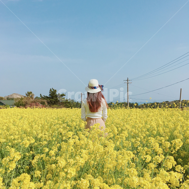 여자,여자뒷모습,유채꽃,제주도,유채꽃밭,rapeflower,woman,girl,봄,계절,spring,season,사람,인물,인간,human,person,여성,여자,woman,female,lady,여행,휴가,traveling,vacation,trip,field,들,nature,자연
