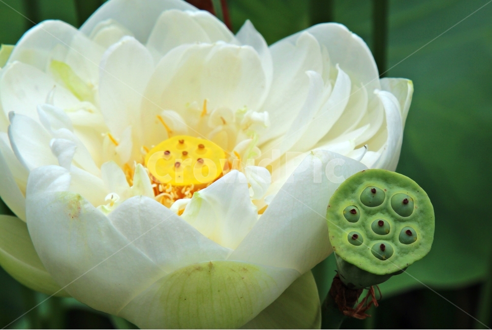 연꽃,우중,우아,영원회귀,인연,순환,식물,자연,plants,nature,꽃,flower