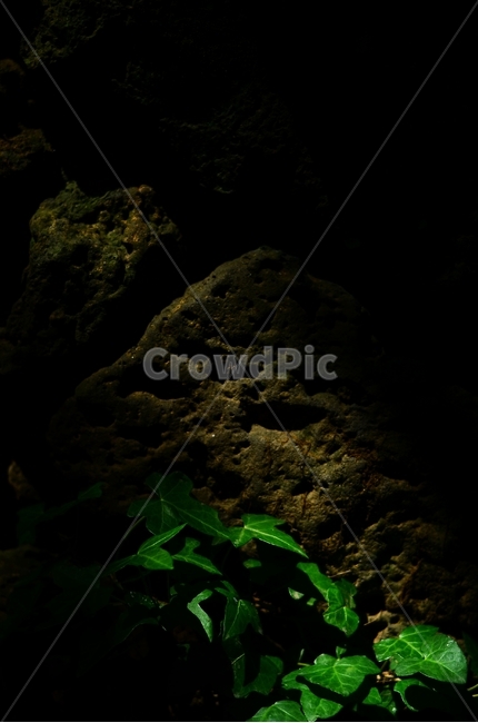 식물,자연,빛,초록색,돌,식물,자연,plants,nature