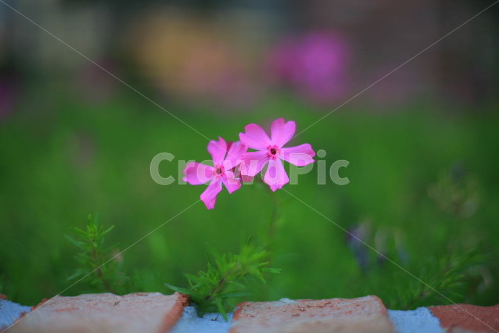 자연,초록,초여름,꽃잔디,분홍,식물,자연,plants,nature,꽃,flower