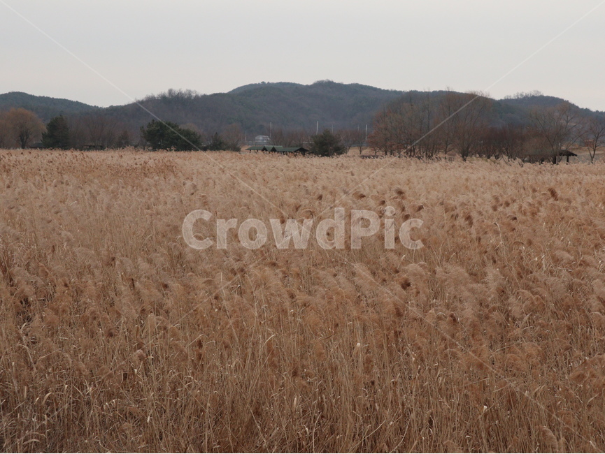 갈대,억새,갈대밭,가을,곡물,grass,plant,가을,계절,fall,autumn,season,자연,풍경,nature,landscape,식물,food,음식,vegetable,야채,grain,잔디