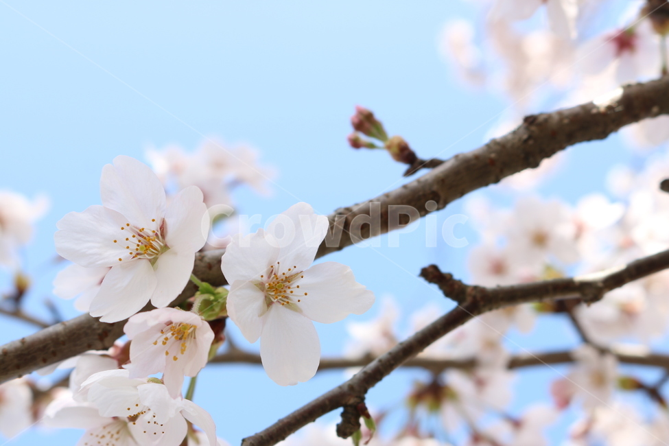 제주벗꽃,제주도벗꽃,벗꽃,벗꽃축제,꽃