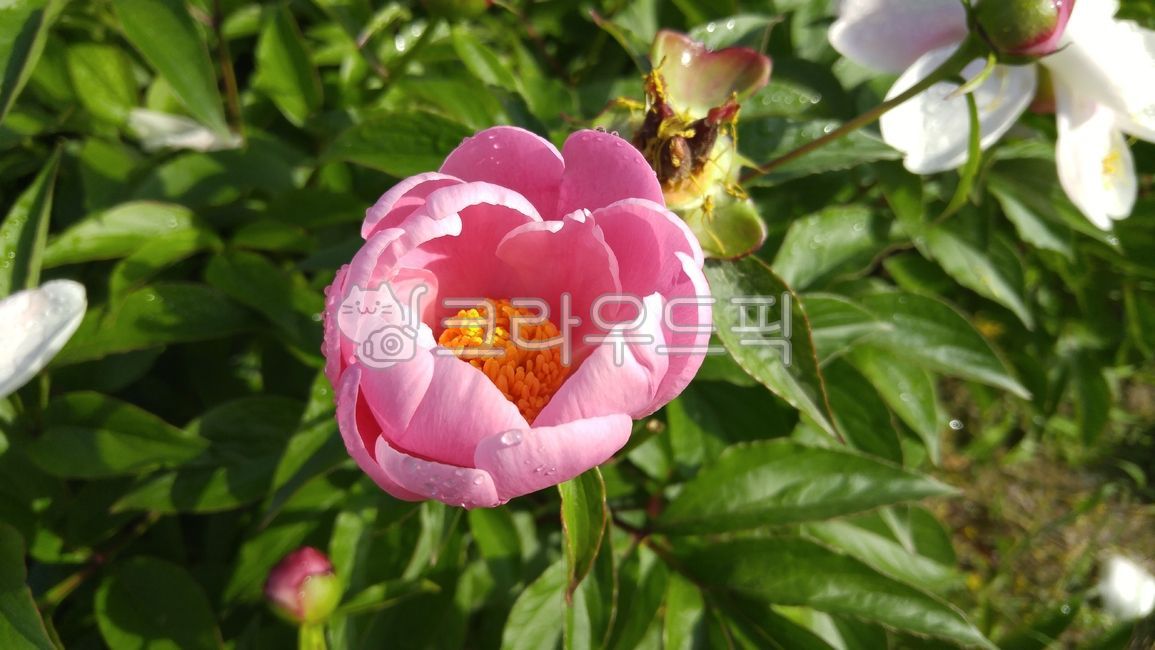 식물, 꽃, 작약꽃, plant, flower, 사진,이미지,일러스트,캘리그라피 - 노란벽돌길작가