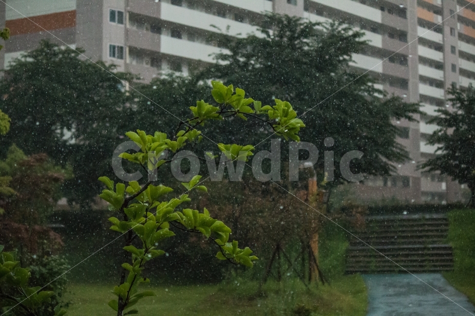 풍경,비,비내리는날,장마,빗방울,공원,식물,자연,plants,nature,비,비오는날,rain,rainy,도시,풍경,city,landscape
