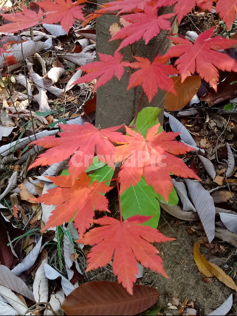 가을,단풍,낙엽,maple,plant,식물,단풍나무,단풍잎,leaf,잎,tree,나무,계절,fallautumnseason,가을단풍,자연,풍경,경치,가을,계절,fall,autumn,season,식물,자연,plants,nature,나무,trees,wood