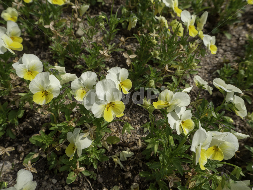 수목원,botanicalgarden,자연,nature,야생팬지,팬지꽃,violaarvensismurray,꽃,flowers,식물,plant,식물,자연,plants,nature,꽃,flower