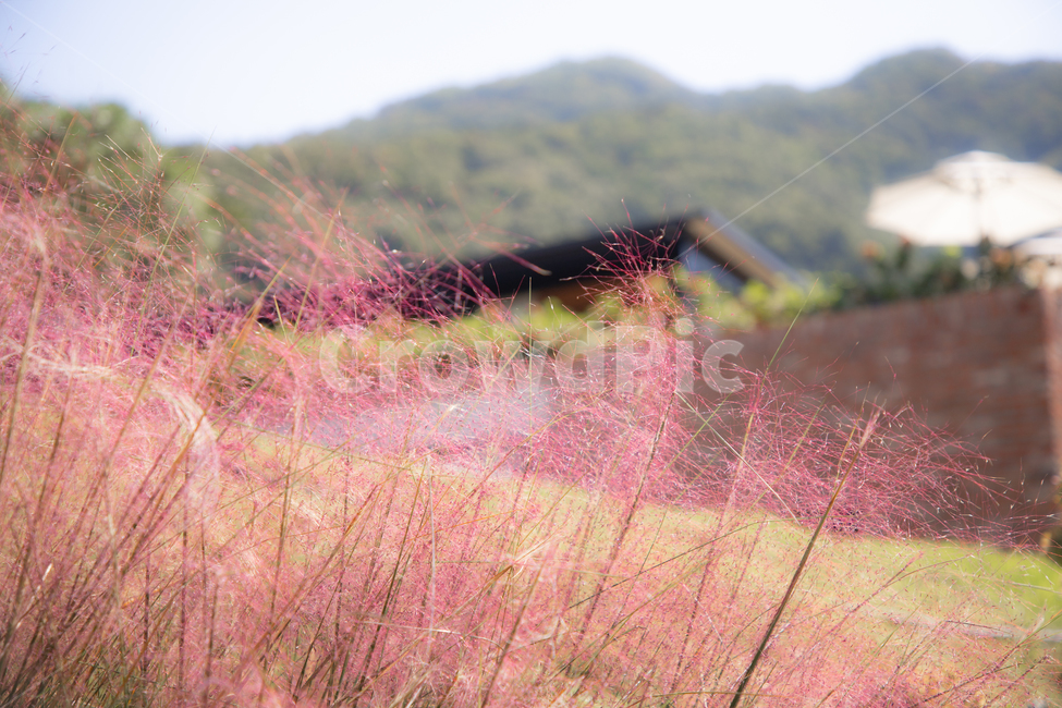 핑크뮬리,꽃,식물,pinkmuhlygrass,자연,flower,plant,식물,자연,plants,nature
