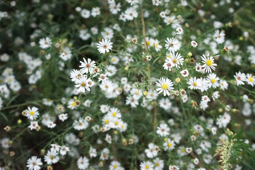 꽃,쑥부쟁이,데이지,민들레꽃,flower,식물,자연,plants,nature,꽃,flower
