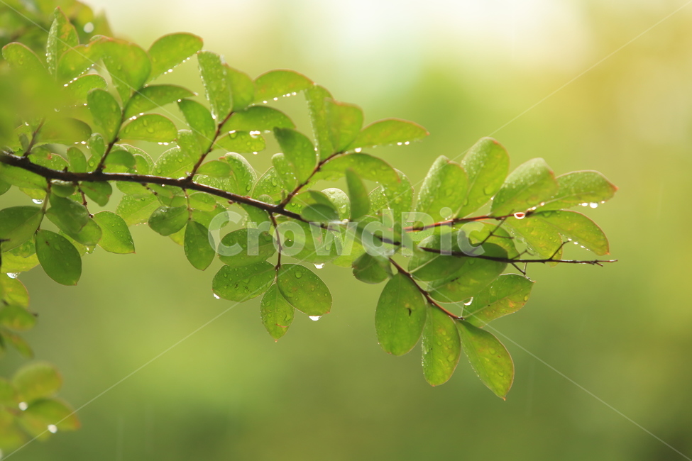 비,풍경,빗방울,소경,rain,비오는소경,식물,자연,plants,nature,휴식,힐링,rest,relaxation,healing,비,비오는날,rain,rainy