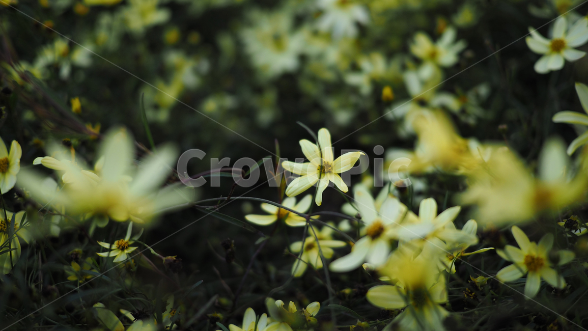 야생화,꽃,식물,wildflower,flower,plant,blossom,들꽃,식물,자연,plants,nature,꽃,flower