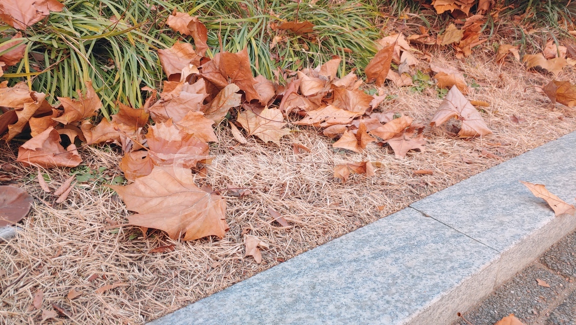 leaf,잎,plant,식물,바닥,tree,나무,가을,낙엽