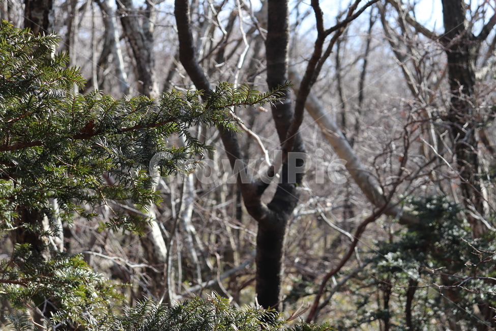 식물,tree,나무,전나무,가을,공원