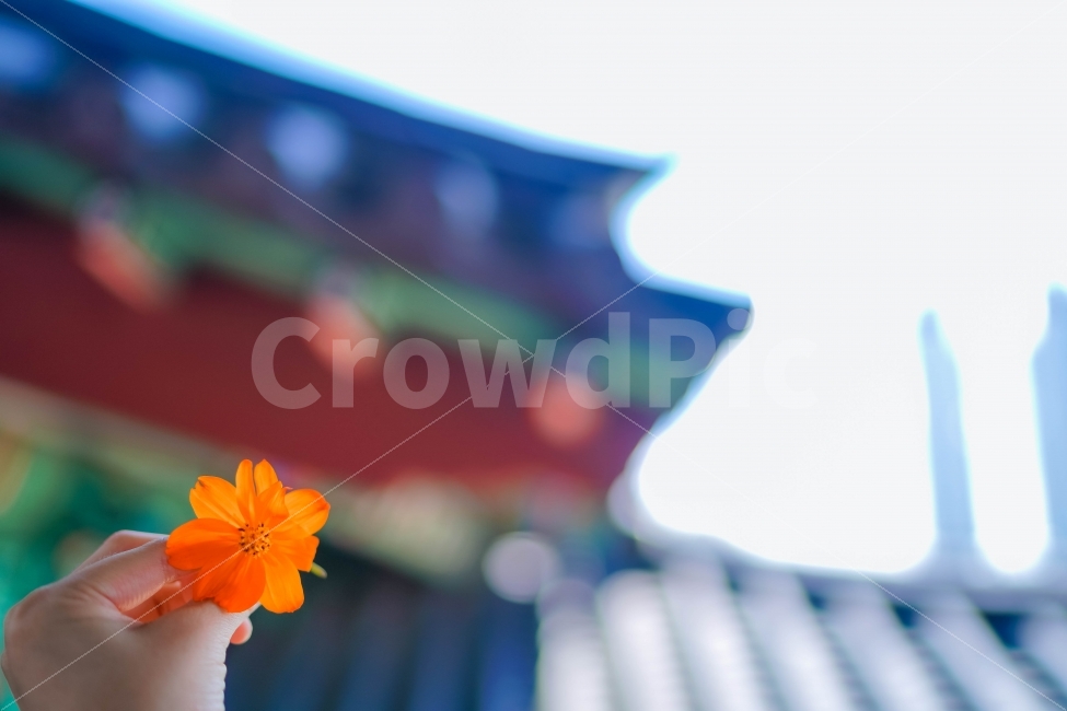 한옥,코스모스,주황색,꽃,flower,sony,a9,소니,미러리스,가을,태화루,울산,가을,계절,fall,autumn,season,식물,자연,plants,nature,꽃,flower,사람,인물,인간,human,person,감성,sensible,feeling,연출,컨셉,콘셉,direction,concept,plant