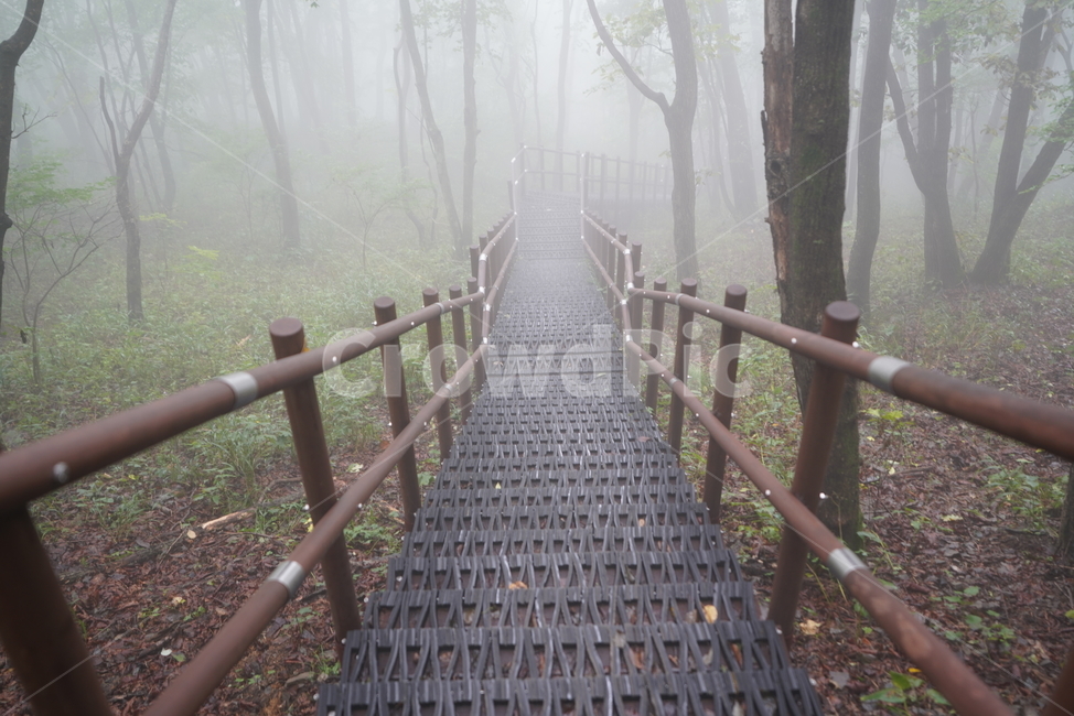 구름낀계단,안개계단,등산로,나무계단,stairs,fog,tree,mountain,forest,자연,풍경,nature,landscape,handrail,난간,banister,weather,날씨,outdoors,옥외