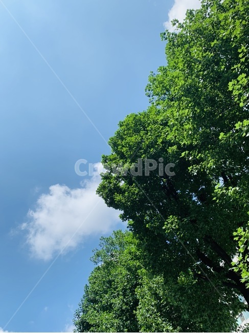 하늘,구름,나무,초록,자연,tree,날씨,식물,자연,plants,nature,나무,trees,wood