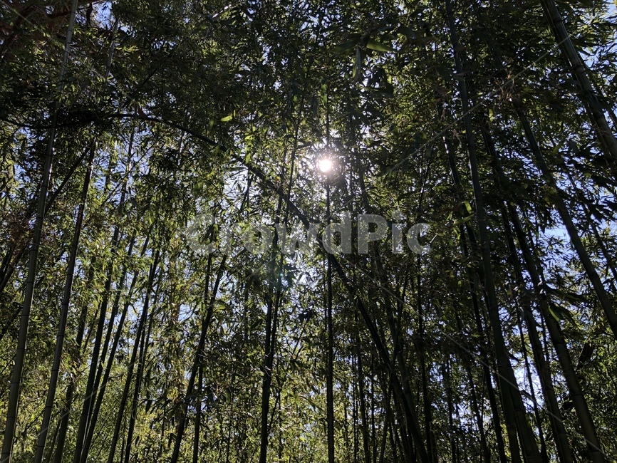 대나무,대나무숲,해,햇빛,햇살,숲,자연,풍경,nature,landscape,식물,plants,나무,trees,wood,plant,tree,light,빛,flare,플레어
