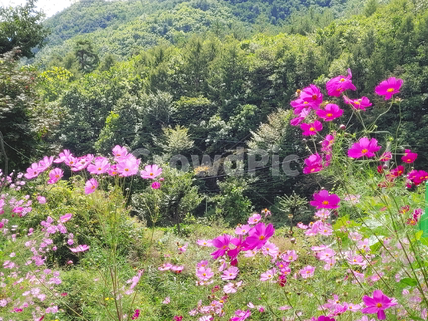 코스모스,가을꽃,꽃,풍경,구름,하늘