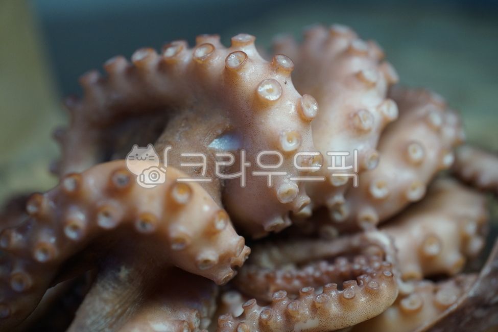 seafood,Poached octopus,octopus,stone octopus,ingredients,octopus sashimi,boiled octopus,cooking