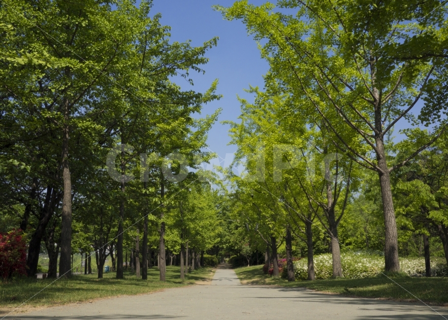 자연,길,나무,선유도공원,푸른,하늘,공원,휴식,나뭇잎,잎,녹색,풍경,사진숲,nature,tree,trees,park,blue,sky,emo,landscape,way,green,photography,자연,풍경,nature,landscape,여름,계절,summer,season,plant,식물,road,도로