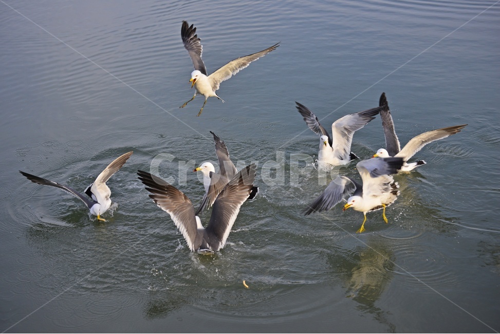 water,물,animal,동물,bird,새,flying,나는,비들기,바다,비상,새우깡,조류,자연,생태,동물,animal,조류,새,birds