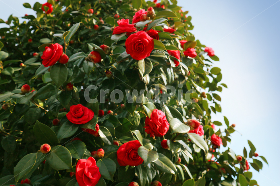 꽃,장미꽃,장미나무,빨간장미,붉은장미,나무,자연,사랑,고백,담장꽃,꽃나무,꽃송이,빨간색,식물,초록색,rose,rosetree,잎,나뭇잎,red,flower,식물,자연,plants,nature,꽃,flower