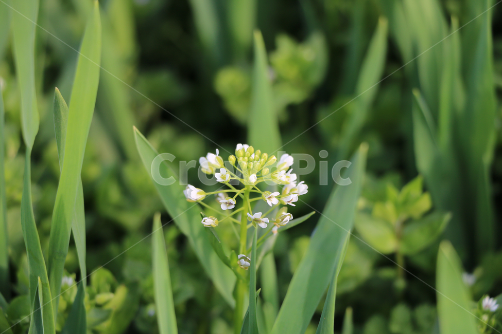 메밀꽃,생명,초록,풀,가을,식물,자연,plants,nature,꽃,flower