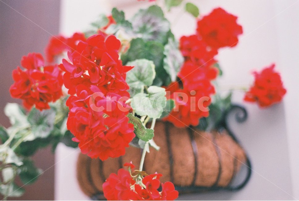 꽃,빨간색,화분,벽걸이화분,색깔,식물,자연,plants,nature,꽃,flower