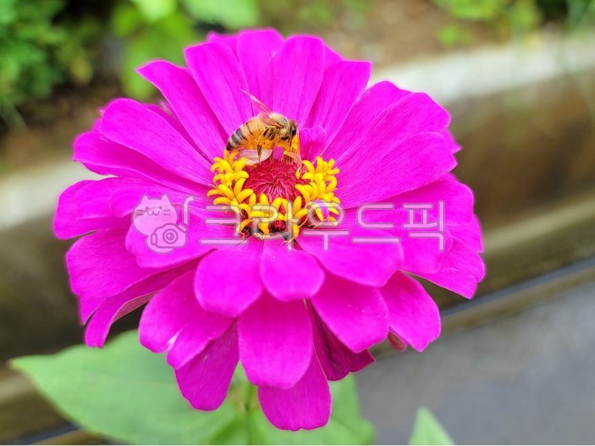 가을꽃,꽃,백일홍,분홍색꽃,꿀벌,감성사진,plant,flower,bee,honeybee,곤충,식물