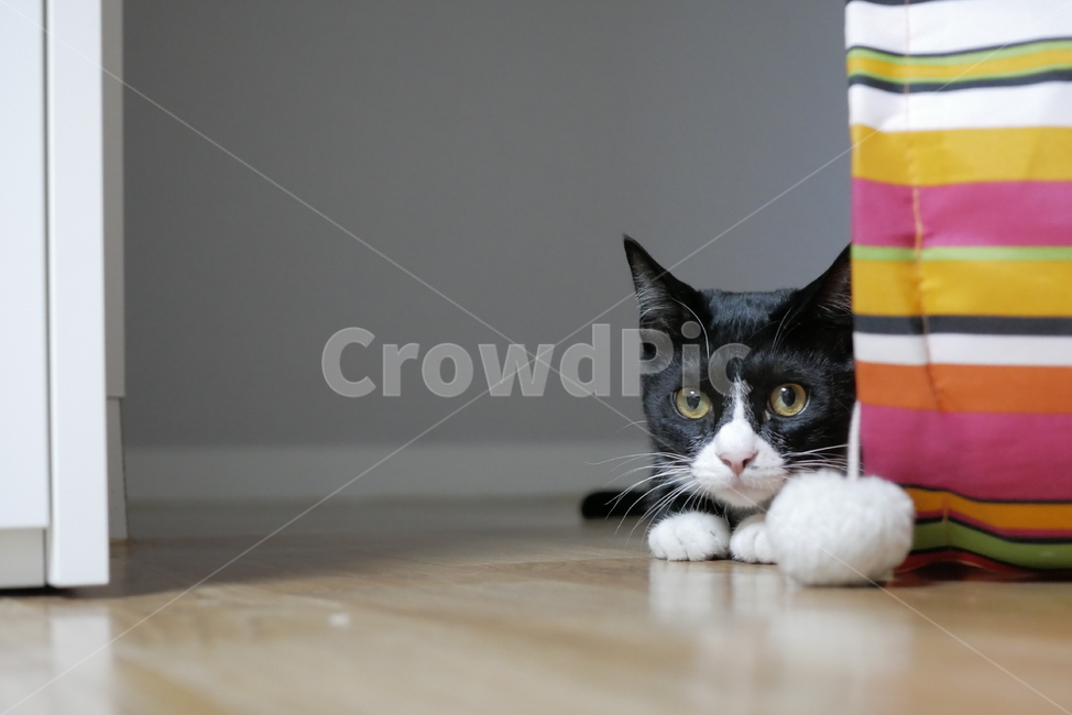 고양이,개냥이,동물,얼굴,표정,애교,귀여운,동물,animal,포유류,mammal,고양이,cat,kitten,kitty
