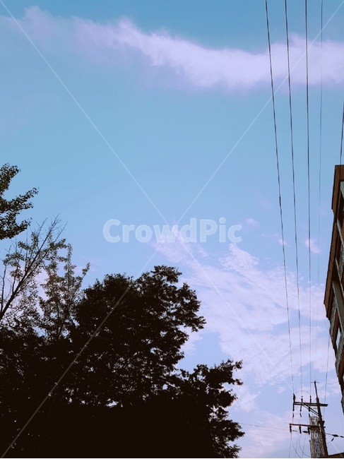 하늘,맑음,나무,날씨,낮,sky,sunny,tree