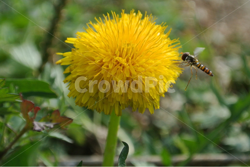 벌,식물,flower,꽃,민들래,식물,자연,plants,nature,꽃,flower