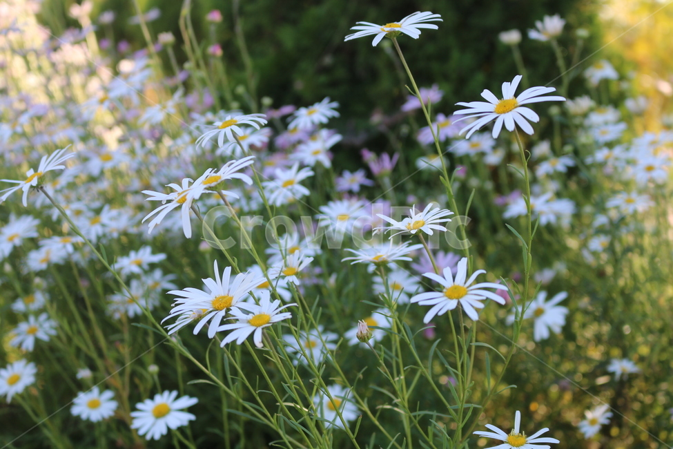 꽃,자연,flower,공원,풀,식물,자연,plants,nature,꽃,flower