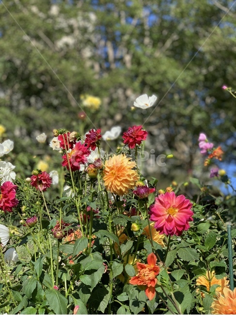 식물,꽃,가을꽃,가을,blossom,flower,plant,자연,과학,자연과학,식물,자연,plants,nature,꽃,flower