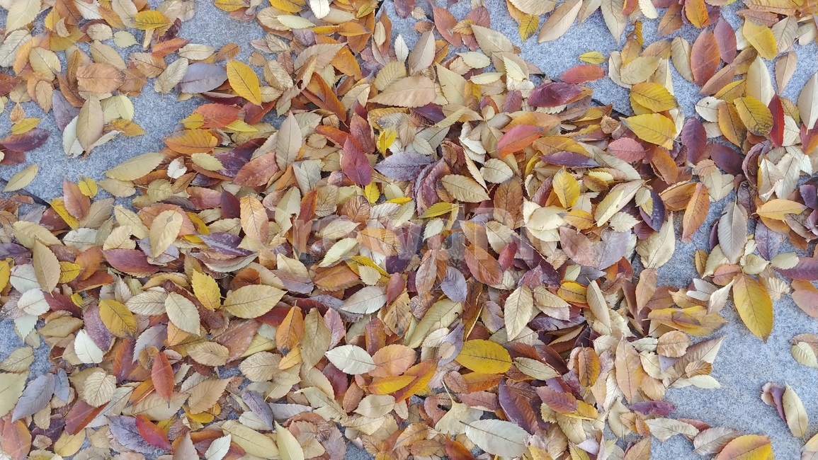 가을,낙엽,나뭇잎,fall,leaves,autumn,단풍,잎사귀,가을,계절,fall,autumn,season,leaf,잎,plant,식물,ground,바닥