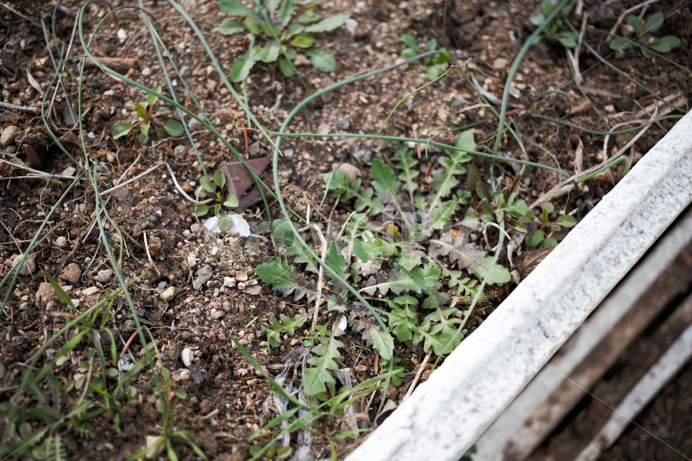 봄나물쑥,봄나물,쑥,식재료,생명,은혜,식물,자연,plants,nature