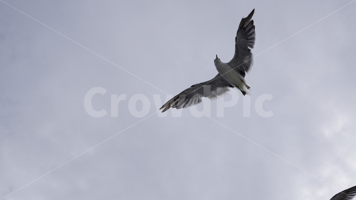 하늘,구름,자연,경치,경관,갈매기,새,조류,동물,공중,날개,날다,깃털,bird,animal,cloud,sky,바다,바다가,바닷가,해안,여름,summer,snap,스냅,동물,animal,조류,새,birds